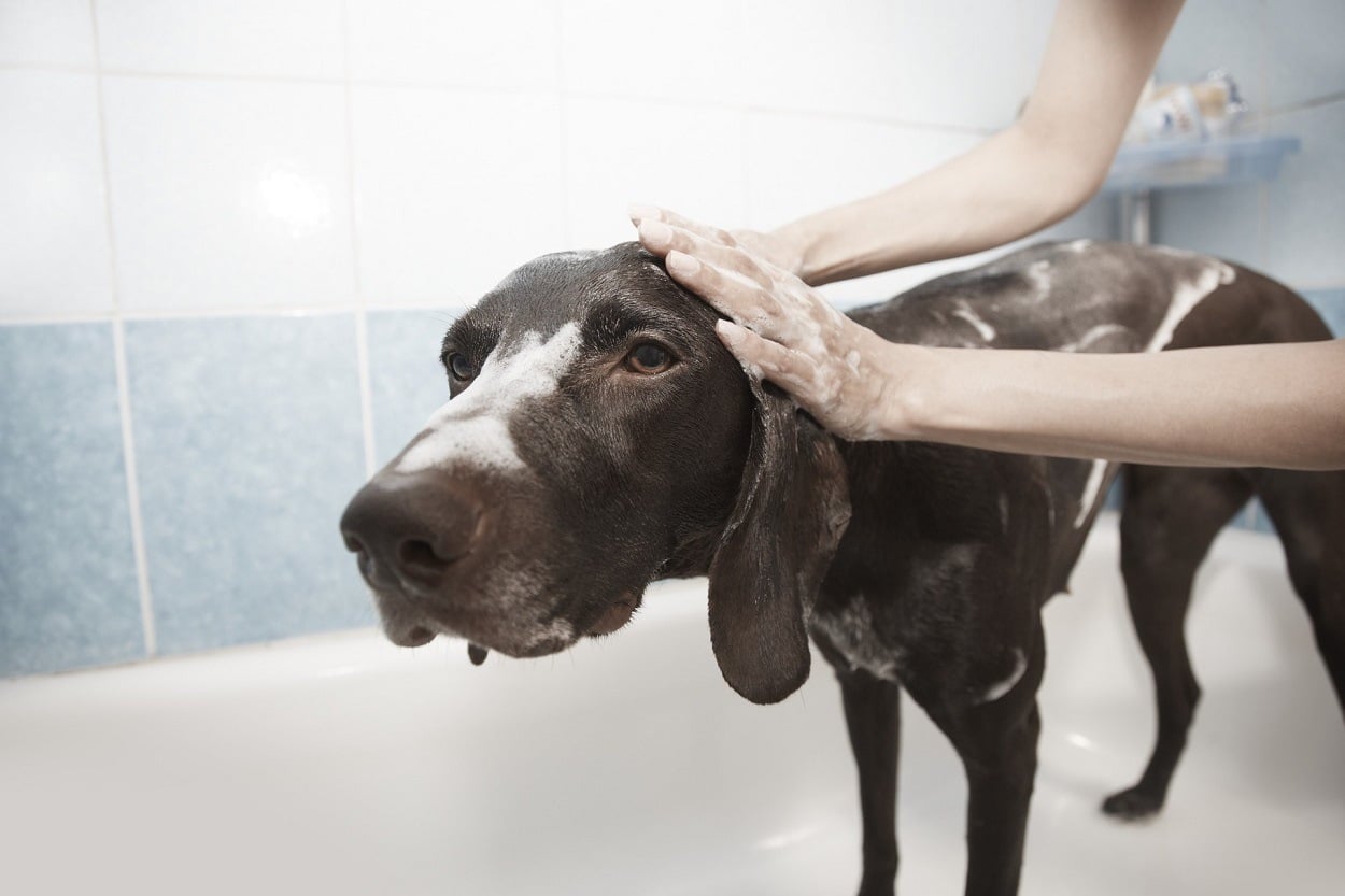 bathe a dog how to
