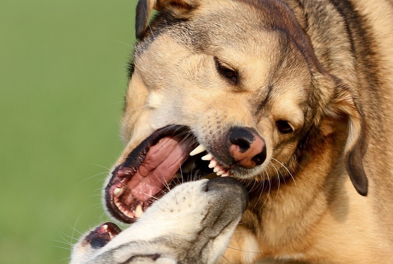 dog aggression towards other dogs