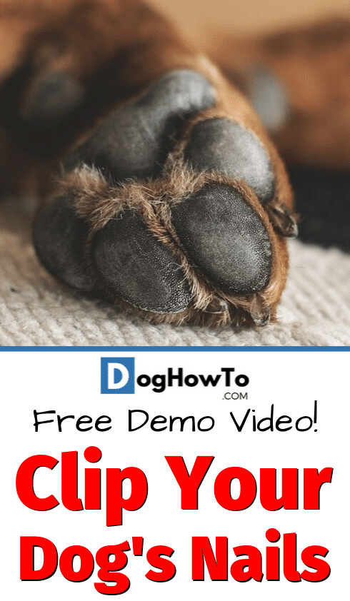 How to clip your dog's nails safely video, with step by step instructions on how to trim your dog's nails without hurting them. Very easy to follow. Learn everything you need to know by watching the video in this article!