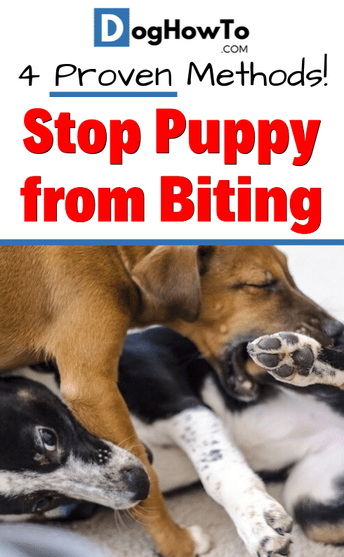 Get puppy to stop biting. 4 proven ways to train your puppy to stop biting immediately! Use these 4 easy to teach tips to stop your puppy from biting and end the worries, all by reading this article!