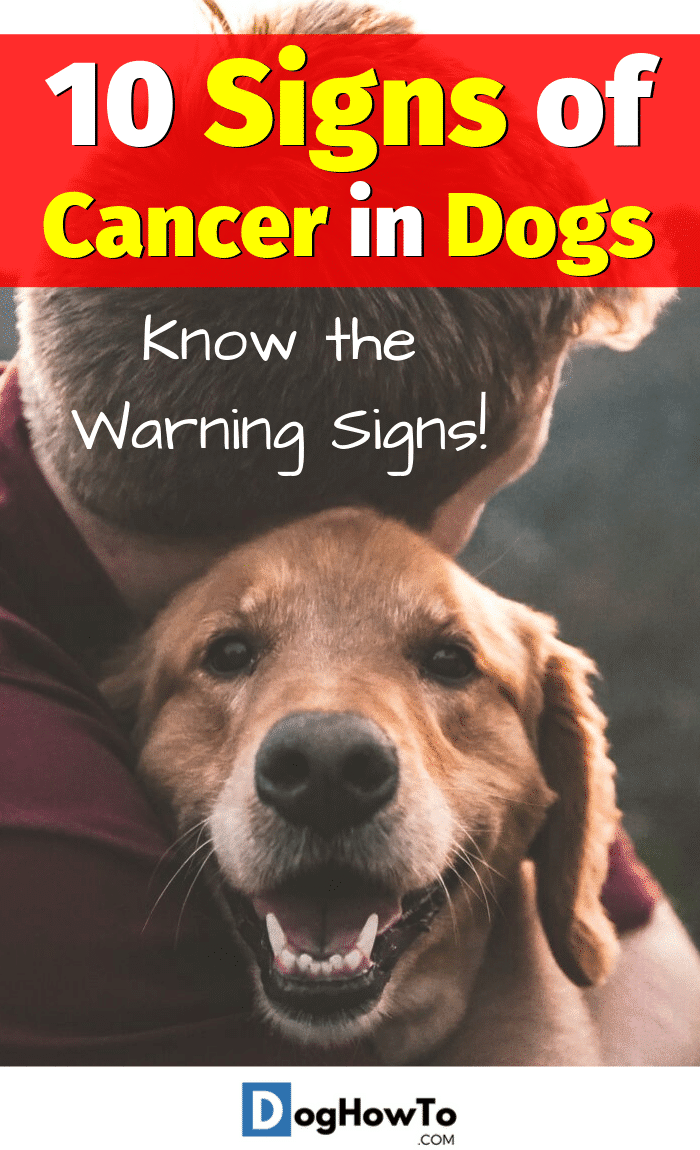 10 Signs of Cancer in Dogs Dog How To
