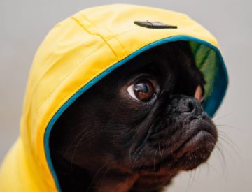 How to Get Your Dog to Walk in the Rain