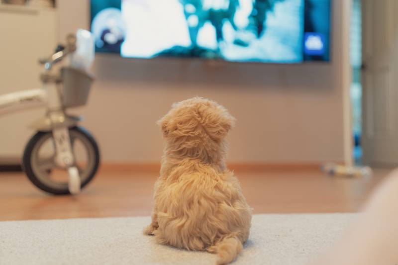 How Do I Get My Dog to Stop Barking at the Television?