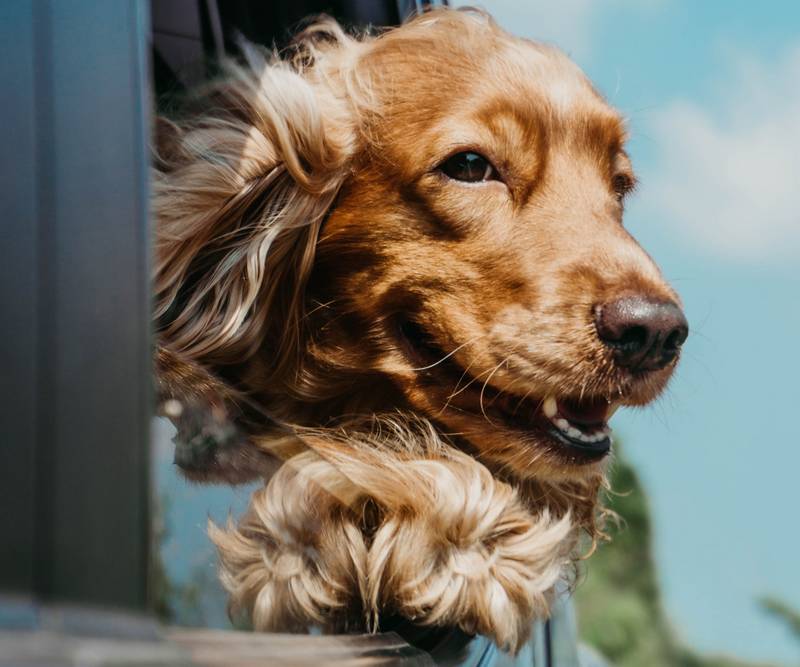 How Do I Get My Dog to Stop Barking in the Car?