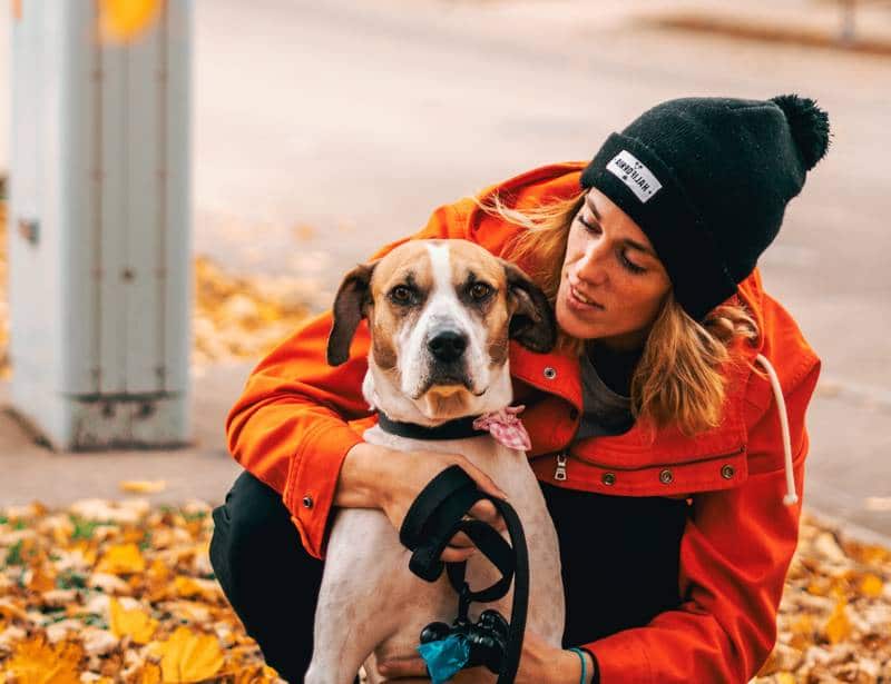 How Do I Train My Dog to Ignore Strangers? - DHT
