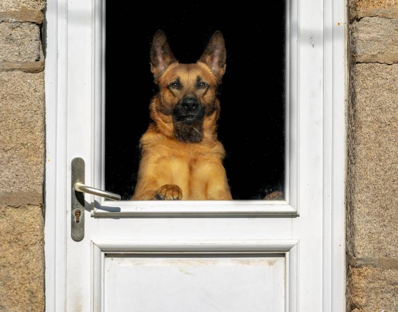 How to Keep Your Dog Calm When the Doorbell Rings