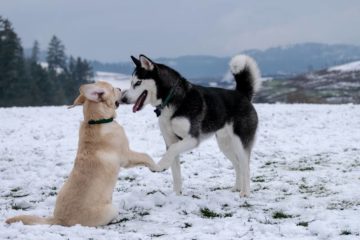 How to Stop Dog Dominance Aggression With Other Dogs