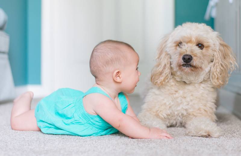 Dog Is Barking at Baby