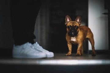 How to Get Dog to Stop Stepping on Feet