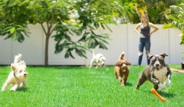 How to Stop Dog Barking When Playing With Other Dogs