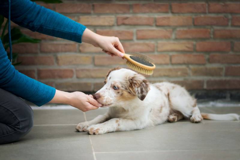 How to Stop Dog Biting Brush