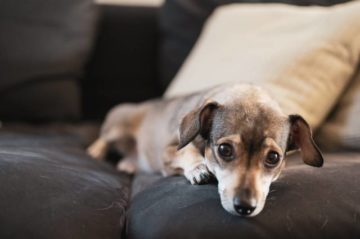 How to Stop My Dog Biting the Sofa