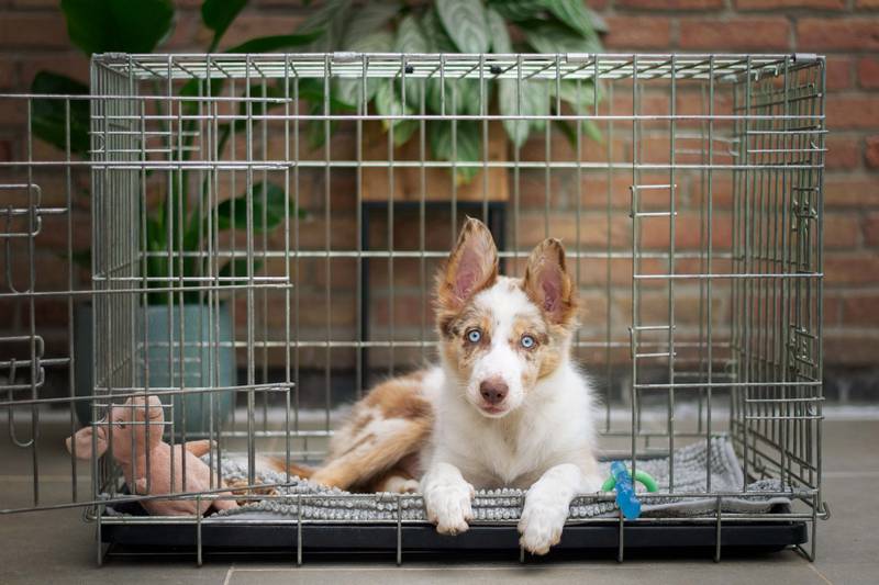 How to Stop Using a Dog Crate