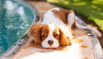 How to Stop Your Dog From Barking Around the Pool