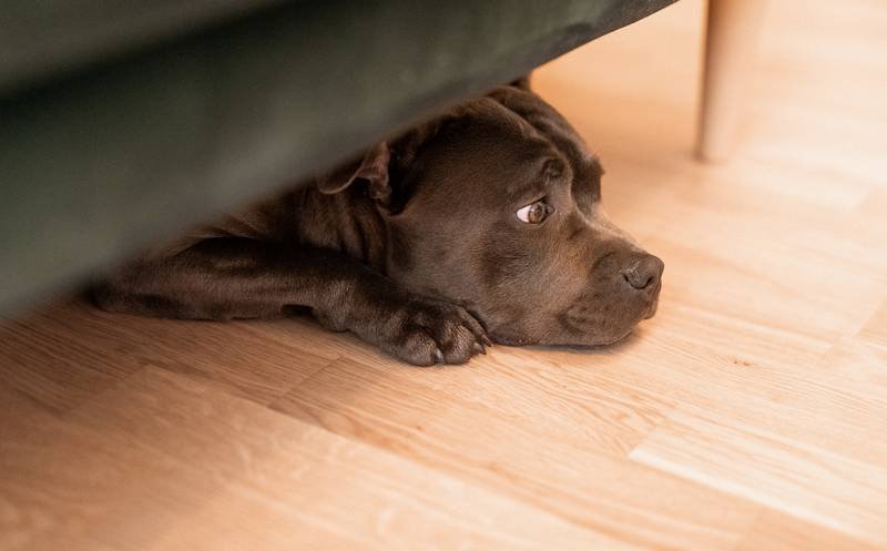 How to Stop Your Dog from Going Under the Couch