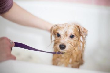 My Dog Gets Aggressive After Bath