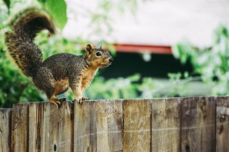 why do dogs bark at squirrels?
