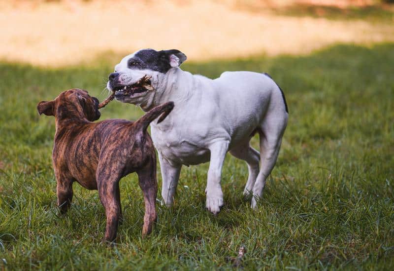 Dog Biting Other Dogs' Tails