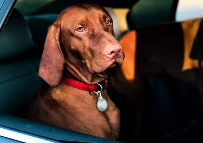dog chewed seat belt repair