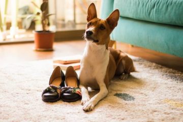 How to Get Dog to Stop Pooping in Shoes