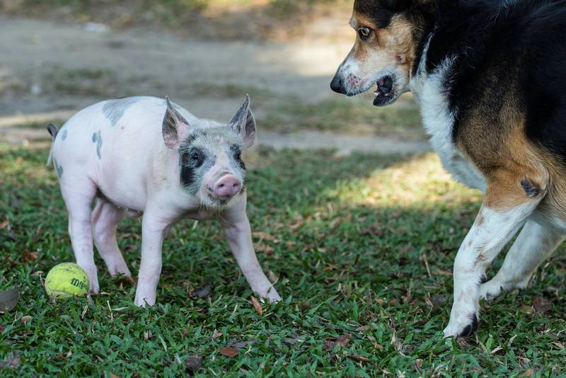 How to Stop Dog Barking at Pigs