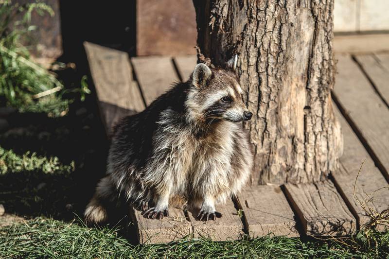 How to Stop Dog Barking at Raccoons