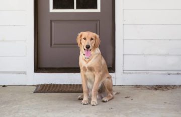 How to Stop Dog Peeing at Back Door