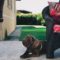 How to Stop Dog Peeing on Outdoor Furniture
