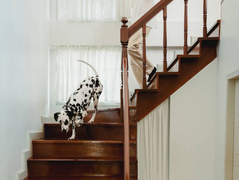 How to Stop Dog Peeing Upstairs
