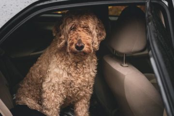 How to Stop Your Dog From Biting the Seat Belt