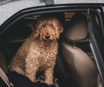 How to Stop Your Dog From Biting the Seat Belt