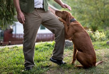 How to Stop Your Dog From Chewing on the Belt of Your Pants