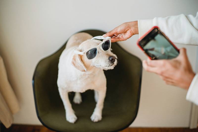 How to Stop Your Dog From Chewing Your Cell Phone