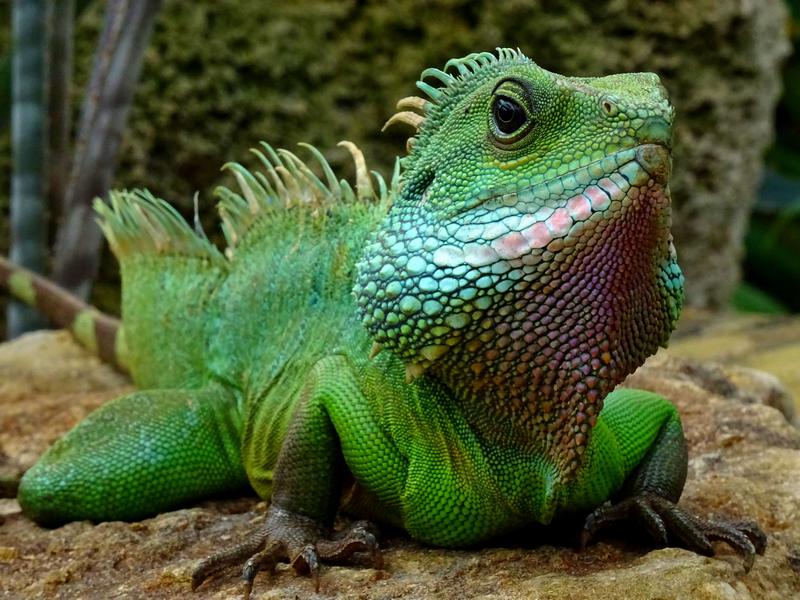 Are Iguanas Dangerous to Dogs?