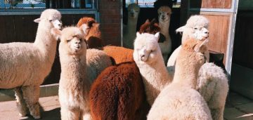 How to Stop Dog Barking at Alpacas