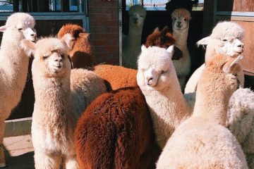 How to Stop Dog Barking at Alpacas