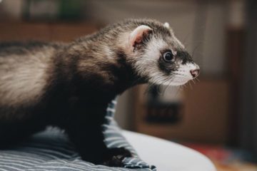 How to Stop Dog Barking at Ferrets