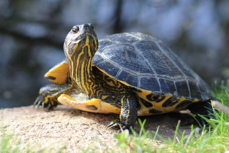 How to Stop Dog Barking at Turtles