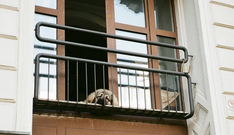 How to Stop Dog Peeing on Balcony - DHT