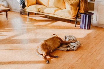 How to Stop Dog Peeing on Laminate Floor