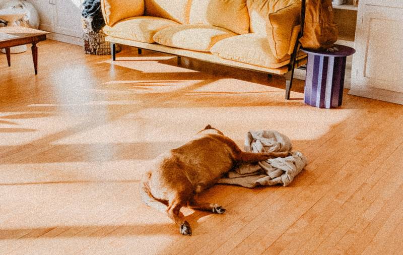 How to Stop Dog Peeing on Laminate Floor