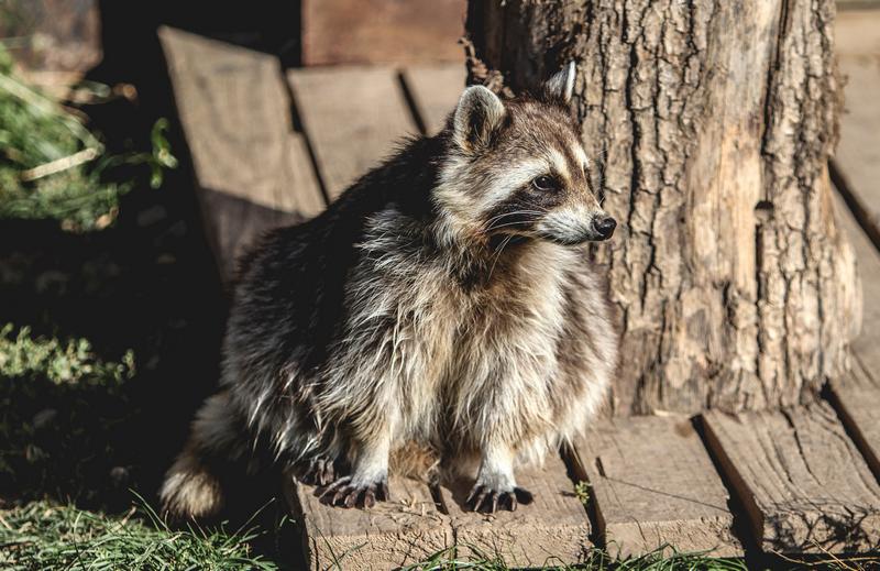 Raccoon Attacks on Dogs
