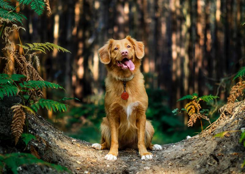 How to Stop Dog Barking in the Forest
