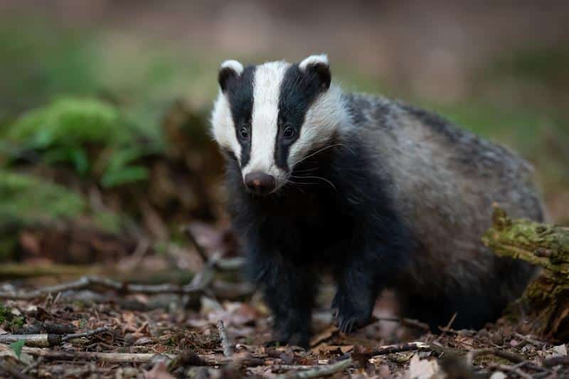 Are Badgers Dangerous to Dogs?