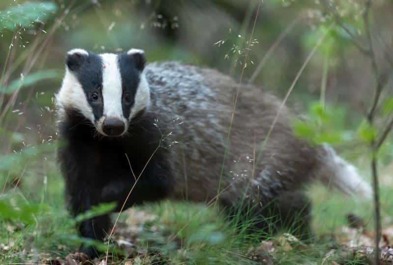 Do Badgers Attack Dogs?