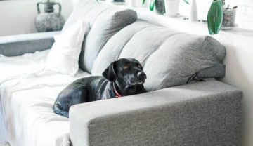 Dog Barks at Couch