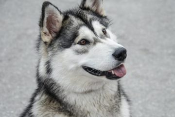 How to Stop My Alaskan Malamute Barking at Other Dogs