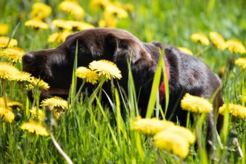 Dog Barking at Flowers