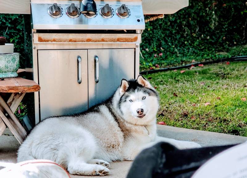 How to Stop Dog Barking at Grill