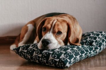 why do dogs chew on pillows?